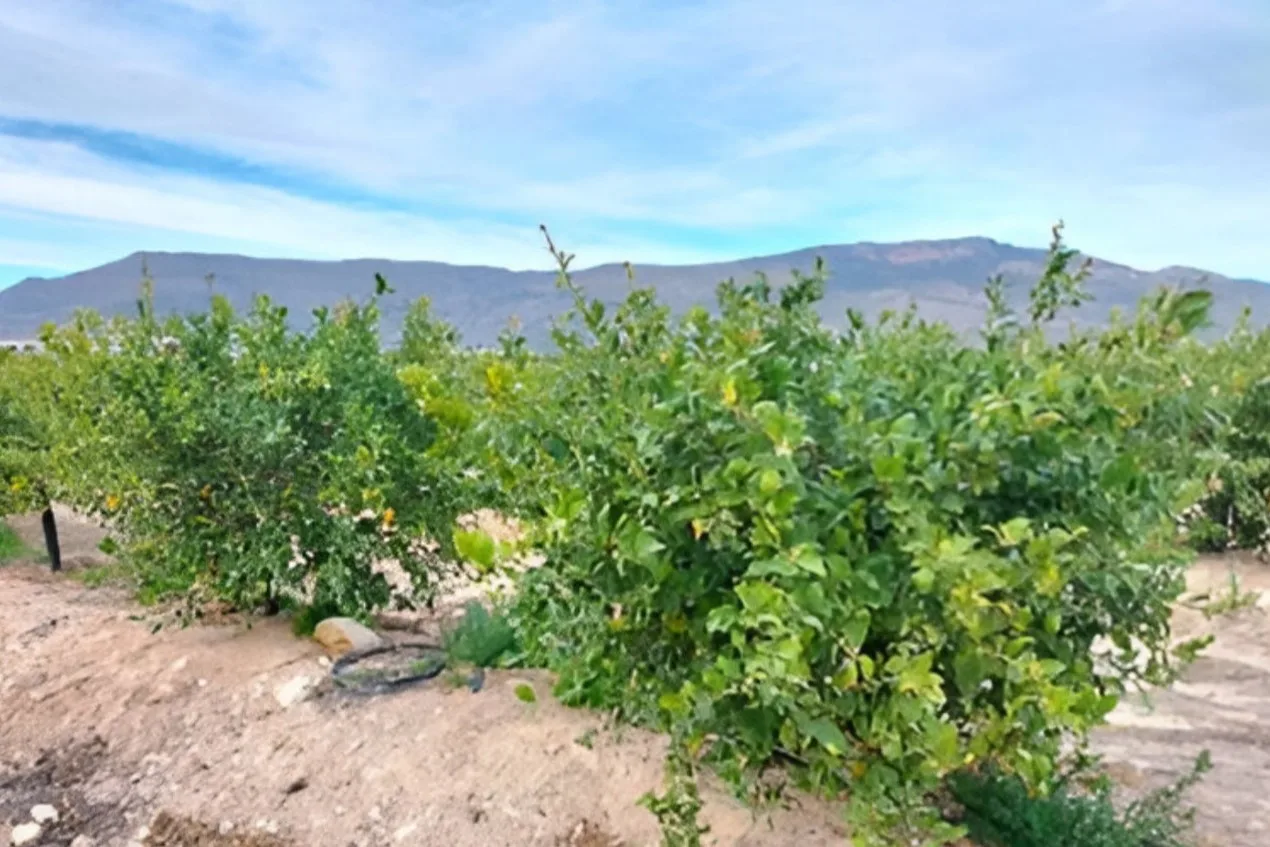 Porte Limonero (4 años)